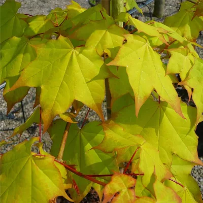 Feuillage printanier de Acer cappadocicum Aureum Erable de Cappadoce jaune