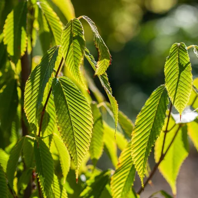 Feuillage de acer carpinifolium - erable à feuille de charme