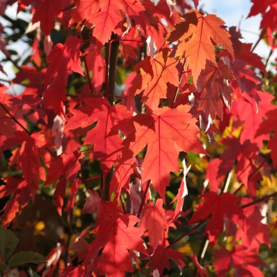 Feuillage rouge automnale de Acer x freemanii Autumn Blaze