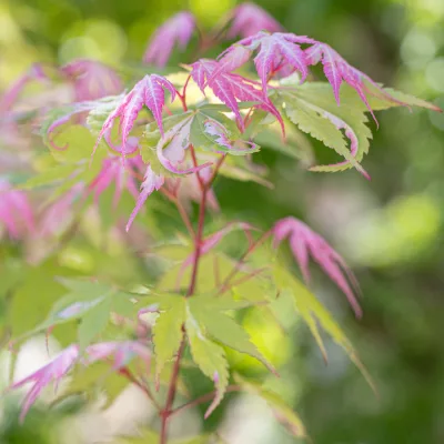 Feuillage panaché de l'érable japonais Acer palmatum Oridono Nishiki