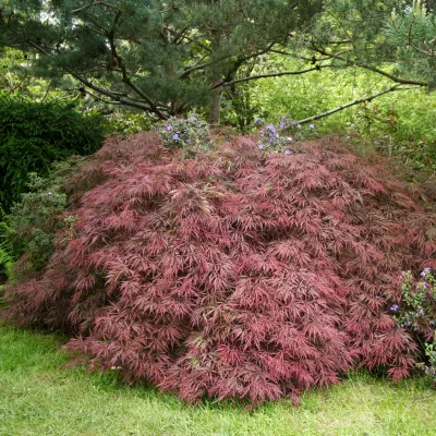 Feuillage lacinié pourpre de Acer palmatum Dissectum Garnet