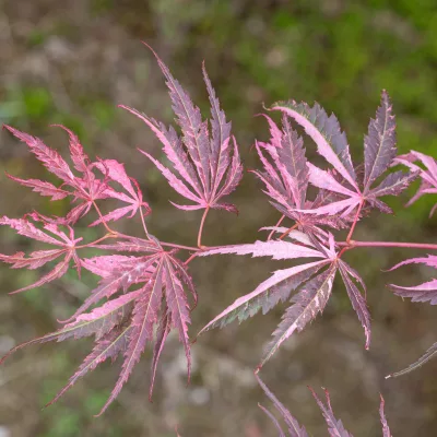 Feuillage lacinié nacré de rose de acer palmatum extravaganza
