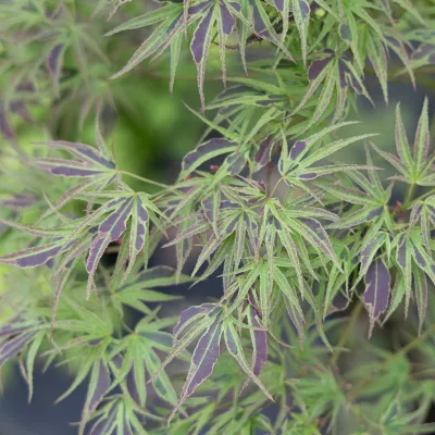 Feuillage découpé marbré de pourpre de Acer palmatum Manyo no Sato