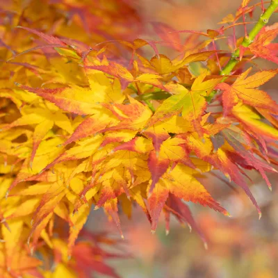 Feuillage d'automne de Acer palmatum Mikawa Yatsubusa