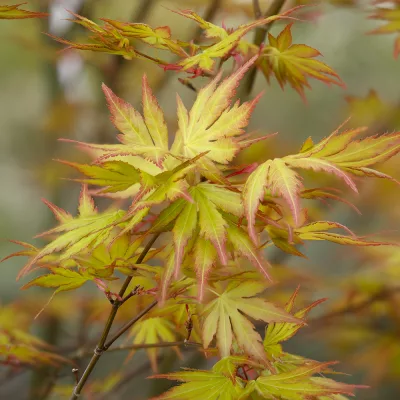 Feuillage de acer palmatum orange dream au printemps