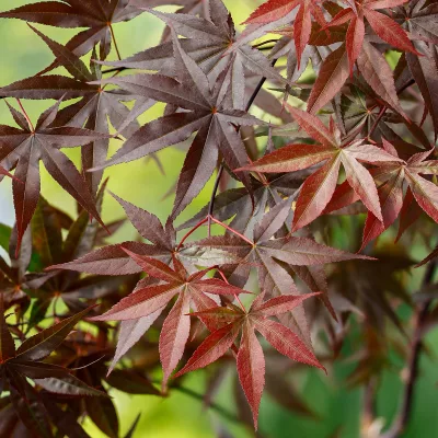 Feuillage pourpre de acer palmatum Red imperator