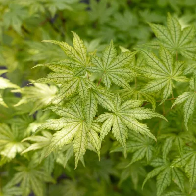 Feuillage lacinié pourpre de Acer palmatum Dissectum Garnet