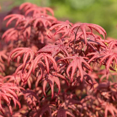 Feuillage pourpre en étoile de Acer palmatum Starfish