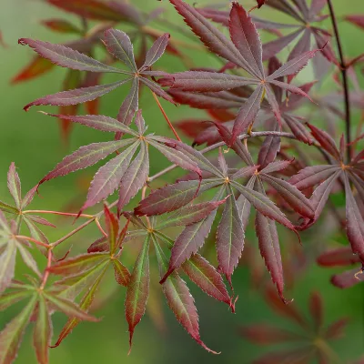 Feuillage de Acer palmatum Sumi nagashi