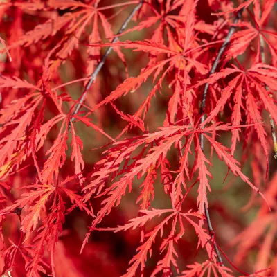 Feuillage automnale rouge de acer palmatum tamukeyama