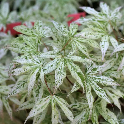 Feuillage moucheté de Acer palmatum Ukigumo