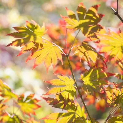 Feuillage d'automne de acer shirasawanum Yasemin