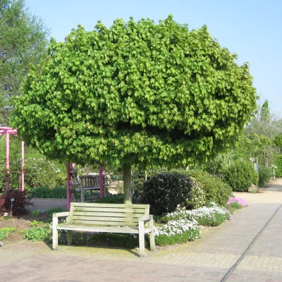 Port de acer platanoides globosum