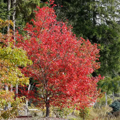 Erable rouge d'amerique en automne : Acer rubrum 'Brandywine'