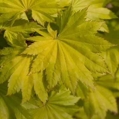 Acer shirasawanum Aureum