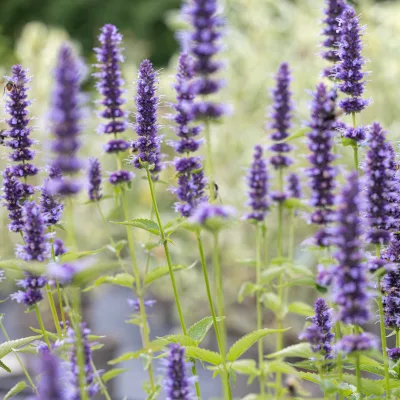 Floraison en épis bleu de agastache black adder
