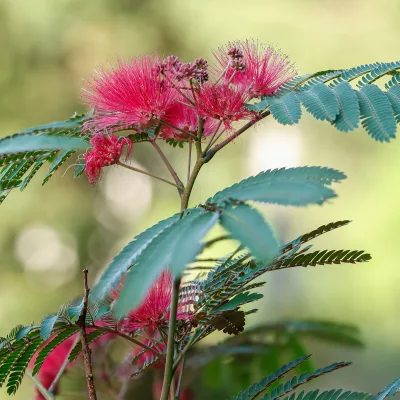Floraison rouge de albizia julibrissin Evy's Pride, arbre à soie