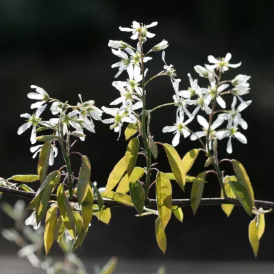 Floraison de amelanchier du Canada
