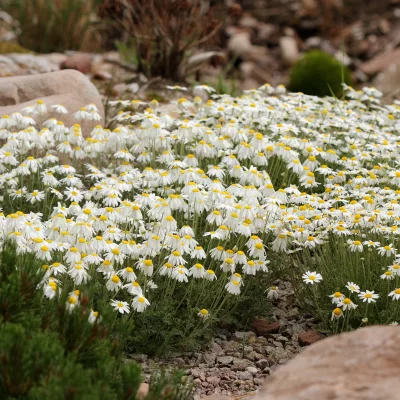 Port étalé et floraison de Anthemis carpatica Karpatenschnee