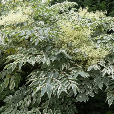 Feuillage panaché de aralia elata variegata