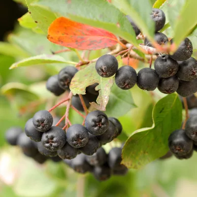 Baie d'aronia