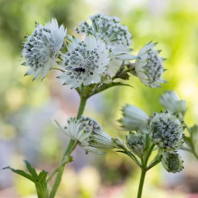 Fleurs de Astrantia major involucrata shaggy