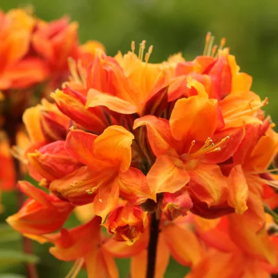 Fleurs de azalée mollis golden eagle