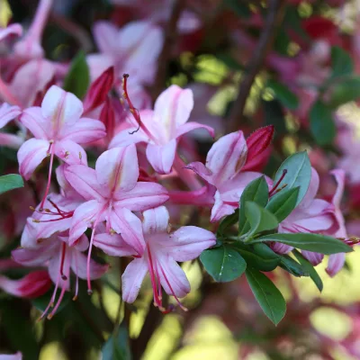 Fleurs de azalea viscosum Blue leaves