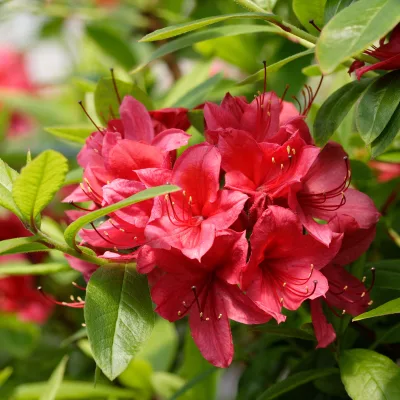 Floraison de azalea karminduft