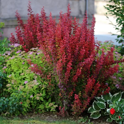 Feuillage orange et port érigé de Berberis thunbergii Orange Rocket