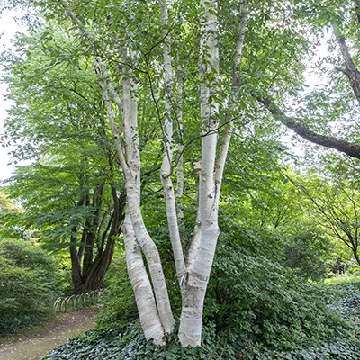Tronc blanc du bouleau blanc betula utilis