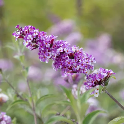 Floraison de l'arbre à papillon Buddleia davidee Berries and Cream