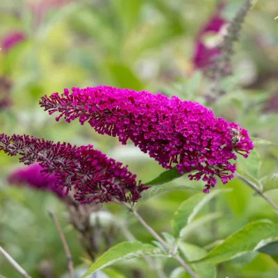 Floraison de l'arbre à papillon Miss molly buddleia davidii