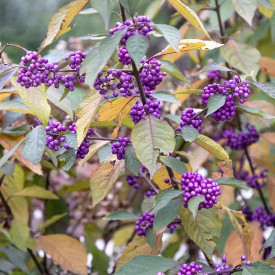 Fruits violet de Callicarpa bodinieri Profusion