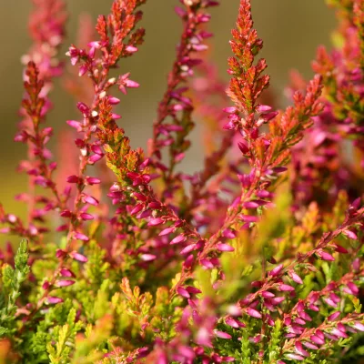 Floraison rose de calluna vulgaris Bonita