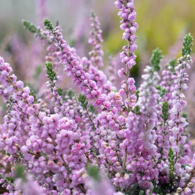 Floraison de calluna Elsie Purnell