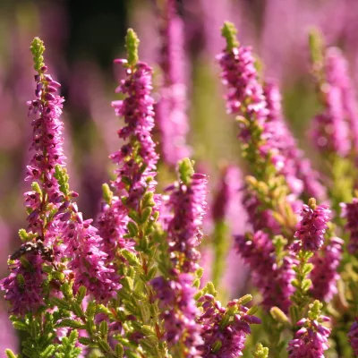 Floraison rose de calluna vulgaris Firefly