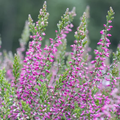 Floraison de Calluna vulgaris Marlies