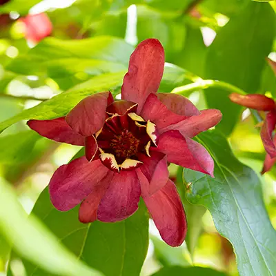 Vue sur la fleur de Calycanthus raulstonii Aphrodite