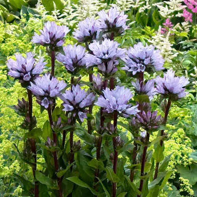 Floraison de Campanula glomerata Emerald