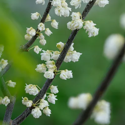 Fleurs pleines blanche de cercis canadensis white pom poms