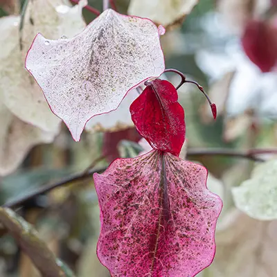 Feuillage de Cercis canadensis Carolina Sweetheart