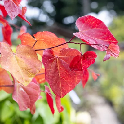 Feuillage aux teintes rouge orangé de Cercis canadensis Eternal Flame