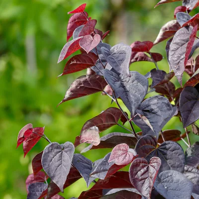 Feuillage pourpre de Cercis canadensis ‘NC2017-6’ GARDEN GEMS® AMETHYST