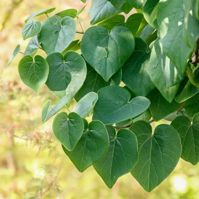 Feuillage de Cercis canadensis ‘NC2014-5’ GARDEN GEMS® EMERALD
