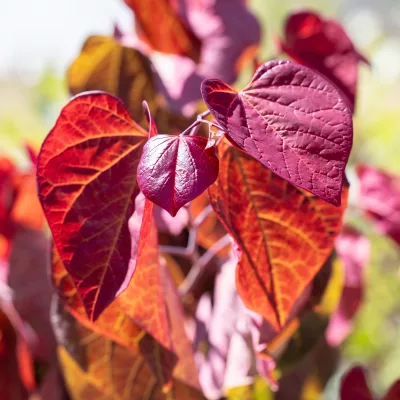 Feuillage rouge de Cercis canadensis Hearts A'Fire