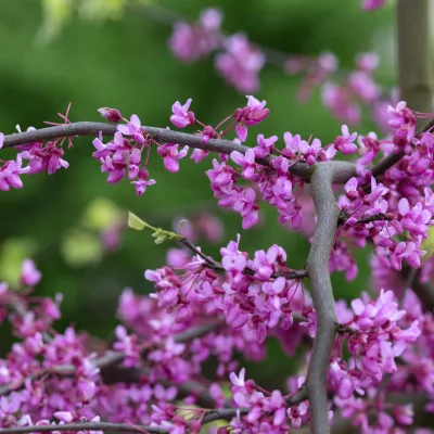 Floraison rose de Cercis canadensis Lavender Twist