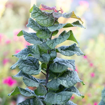 Feuillage de Cercis canadensis Little Woody