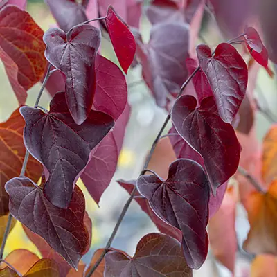 Vue sur le feuillage pourpre de cercis canadensis Merlot