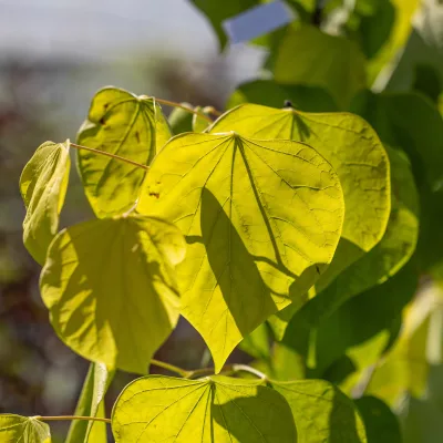 Feuillage jaune du cercis canadensis Rising Sun